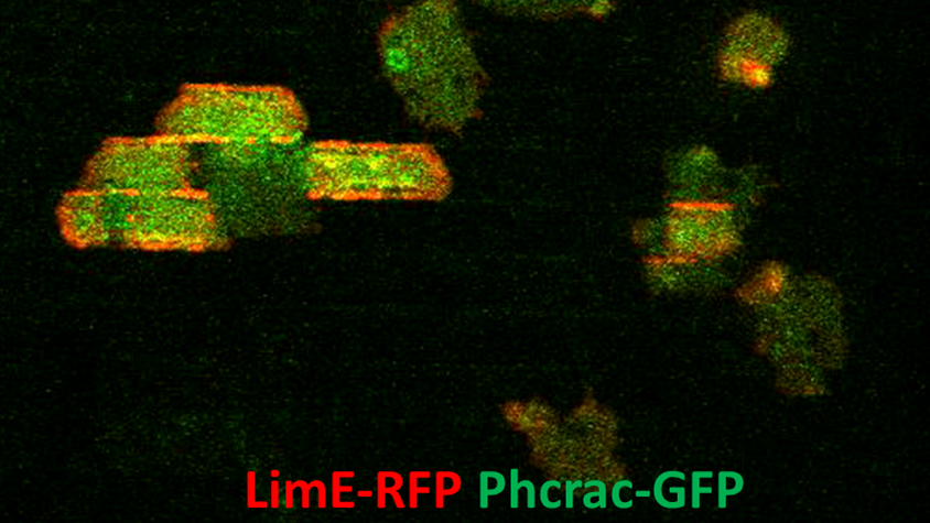 mage showing how the red mechano-chemical waves (actin waves) guide the signaling molecules (green). Image courtesy of UMD MURI team.