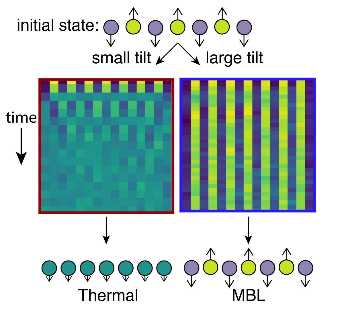 Normally, ion spins that start out pointing in opposite directions will interact and reach an equilibrium, with no trace of where they started. But when the tilt in their container is large enough, they keep pointing in their original direction, creating a many-body localized state that remembers its initial configuration. (Credit: Adapted from article by the authors/JQI)
